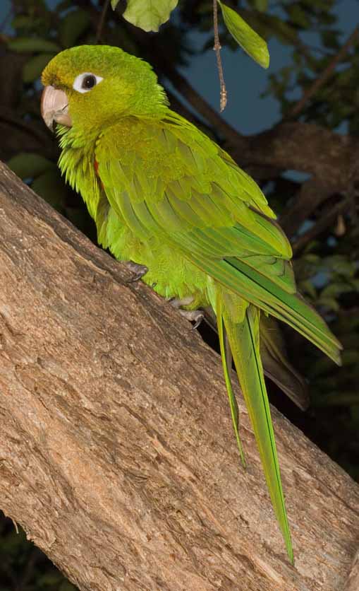 Aratinga chloroptera